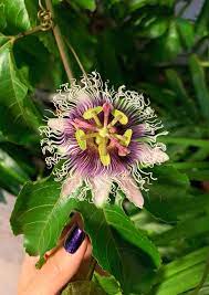 My Passion Fruit Flower Finally Bloomed Last Night Its A Shame They Dont Stay Fully Bloomed Very Lo Passion Fruit Passion Fruit Flower Gardening For Beginners
