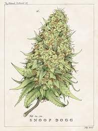 Ideal conditions for curing are 70° fahrenheit (20° celsius) with around 60% humidity (you can put humidity packs inside the jars) cure your buds for at least 4 weeks to get the optimal potency and taste. Drawings And Science Renderings