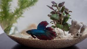 Betta fish has been since early times of its discovery been used for fight shows which started in thailand initially leading to its fame all over the globe. How To Decorate Betta Fish Bowls Using Plants Animals Mom Com