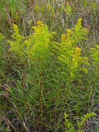 We did not find results for: Solidago Missouriensis Missouri Goldenrod Prairie Moon Nursery