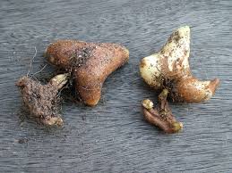 Image result for Littonia