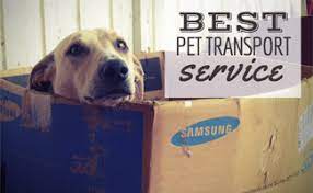 The pet move itself can be very expensive as well if you are importing an. Best Pet Transport Service Which Meets Your Relocation Needs Caninejournal Com
