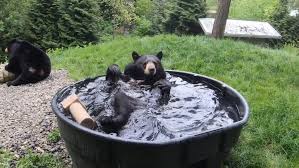 These two baby otters are getting a bath and they are enjoying every single second of the water fun! Stop What You Re Doing And Watch This Bear Take A Bath Cnn Video