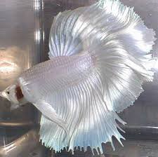 I got the most expensive betta fish ever found in petco check out the merch here. Rare Betta Fish Petco Petsmart Bettas Betta Fish Betta Pet Fish