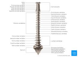 Anatomically, the spinal cord runs from the top of the highest neck bone (the c1 vertebra) to. Anatomy Of The Back Spine And Back Muscles Kenhub