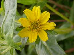 Image result for Emilia abyssinica