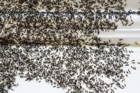 These pests are actually members of other ant species, and winged varieties emerge for a brief period of time while the ants are mating. What Kills Ants Solutions For How To Get Rid Of Ants Reader S Digest