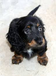 So it is best to examine the parents. Dachshund Long Hair Puppy Hound Dackel Teckel Sausage Dog Canine Doggy Dog Cute Pikist