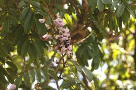 Image result for Millettia grandis