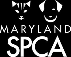 From the first hello to the last goodbye. 16 Maryland Animal Shelters Waiving Adoption Fees In July To Find Homes For 2 000 Felines Statewide Newswire