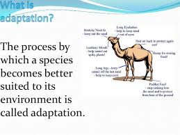 This set is often saved in the same folder as. Adaptation