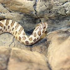 Hognose snakes as pets hognose. Pet Corn Snakes For Sale Buy In Store Evolution Reptiles