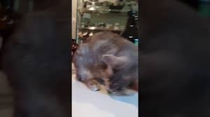 Yes, cats can eat a small portion of watermelon flesh on occasion. Can Cats Eat Green Beans Proper Answer Walkwithcat