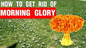 Check spelling or type a new query. How To Get Rid Of Morning Glory Aka Bindweed Youtube