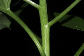 Image result for Solanecio