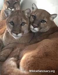 Beautiful Mountain Lions Aka Cougars Pumas Click On The Link To Check Out Great Cat And Kitten Products At Www Bo Cats And Kittens Beautiful Cats Wild Cats