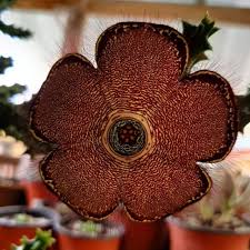 2.5 out of 5 stars 24. Cactus And Succulent Edithcolea Grandis Shopee Philippines