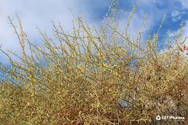 Image result for Salsola
