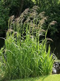 Image result for Glyceria