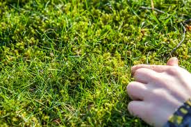 Check spelling or type a new query. Garden Plot What To Do About Moss And Stinky Compost Wtop