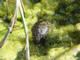 Maybe you would like to learn more about one of these? Freilebende Schildkroten In Der Wiener Lobau Donaustadt