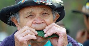 Australia's best gumleaf players to honour and share iconic medium