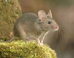 Les Petits Rongeurs Sachez Les Reconnaitre Souris Animaux Les Plus Mignons Photo Animaux