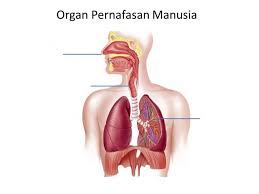 2.1.3 kandungan oksigen dan karbon dioksida semasa pernafasan. Organ Pernafasan Manusia Interactive Worksheet