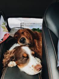 English Springer Spaniel In 2020 Cute Dogs And Puppies Springer Spaniel Puppies Cute Dogs