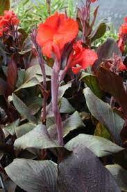 Canna Canna Canna Growing Canna Lilies In Your Garden Canna Lily Tropical Garden Plants Plant Care