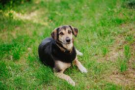 My dog eats grass: what should I do? | VEGDOG DE