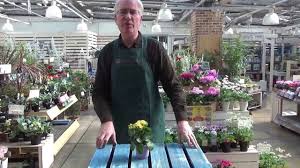How To Grow And Care For Kalanchoe Youtube