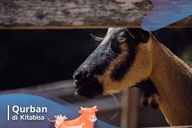 Ternyata, tugas mewarnai gambar tidak diberikan hanya satu kali saja. Contoh Cerpen Tentang Qurban Pigura