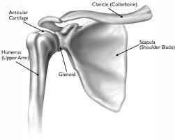 Please click on the diagram(s) to view larger version. Shoulder Part 1 What Makes Up Our Shoulder Joint And How Does It Work The Physio Spot Ancaster