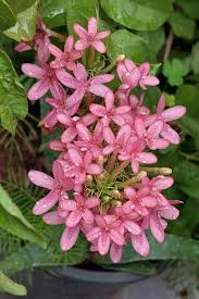 Image result for Ruspolia australis