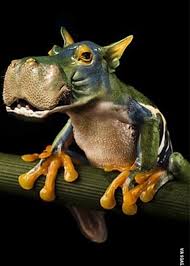 Pin By Noreena Taylor On Odd Animals Bizarre Animals Photoshopped Animals Weird Animals