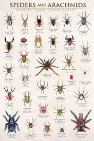 Spiders found in new york include 50 unique species from confirmed sightings by contributing members of spider id. 18 Common Spiders Ideas Common Spiders Arachnids Arthropods