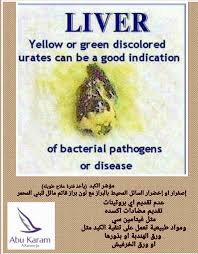 كيفية تحديد المرض انطلاقا من شكل براز الطيور Identify Bird Health Problems Through Their Droppings التجمع المغربي لعلم الطيور