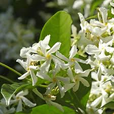 Image result for Trachelospermum jasminoides