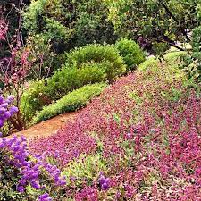 We did not find results for: All About Groundcover Hillside Landscaping Ground Cover Plants Best Ground Cover Plants
