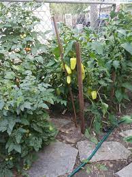 (18 c.) and twice a day when the temperatures rise above 80. Gypsy Pepper Sweet Mild Hot Or Cold Grower