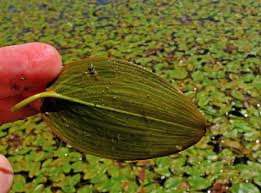 Image result for Potamogetonaceae