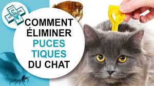 Video Comment Eliminer Les Puces Et Les Tiques Chez Le Chat Traiter Traitement Eradiquer Debarrasser Conseil Veterinaire Tutoriel Chaton Pipette Co