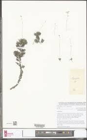 Image result for Utricularia benjaminiana