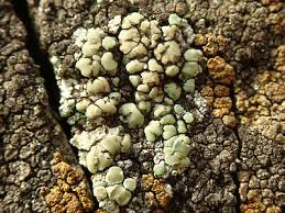 Image result for Erythrococca polyandra