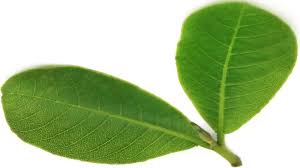 Arjuna bark extract powder terminalia arjuna ( 100 % pure) and premium quality. Terminalia Arjuna Arjun Bark Benefits Uses Dosage Side Effects