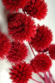 Giant Thistles Red Preserved These Would Be A Great Addition To A Centerpiece Very Organic And Simple Com Imagens
