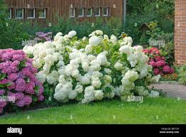 Image result for Hydrangea arborescens Pink Anabelle