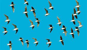 penisi ve vajinasi olmayan kuslar nasil uruyor