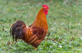 Breeders created isa brown chickens to lay eggs, and they can lay up to 300 eggs per year. Colorful Rhode Island Red Rooster Big Male Chicken With Flamboyant Stock Photo Picture And Royalty Free Image Image 65456873